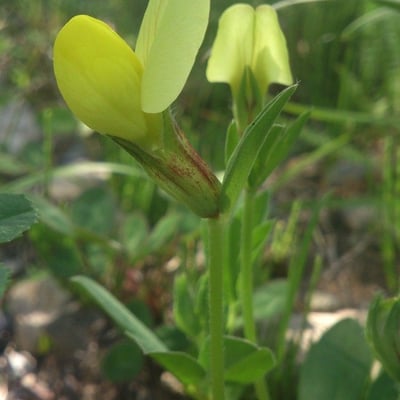 Lotus maritimus — flower