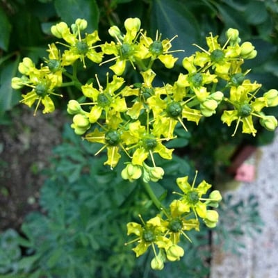 Ruta graveolens — flower