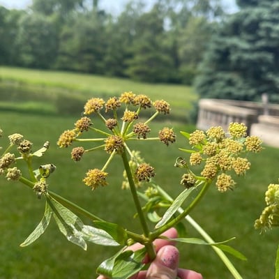 Levisticum officinale — flower