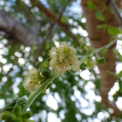 Pithecellobium dulce — flower