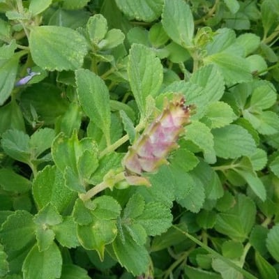 Plectranthus amboinicus — flower