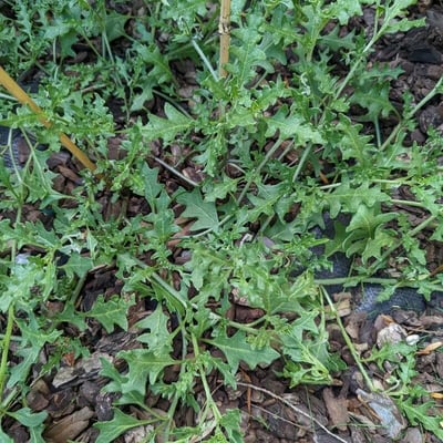 Solanum triflorum — leaf
