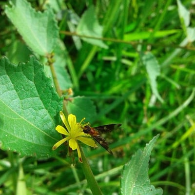 Triumfetta rhomboidea — flower