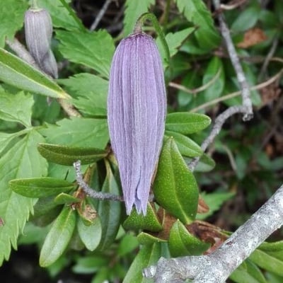 Clematis alpina — flower