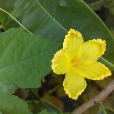 Momordica charantia — flower