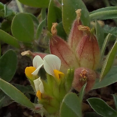 Tripodion tetraphyllum — flower