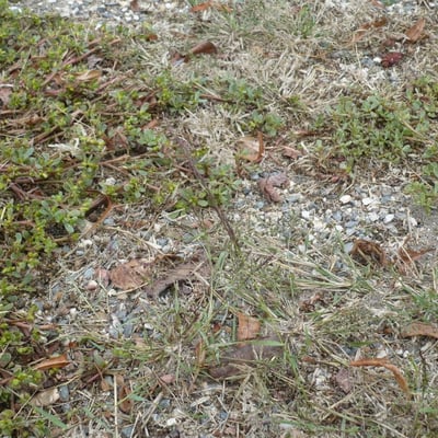 Eragrostis multicaulis — habit
