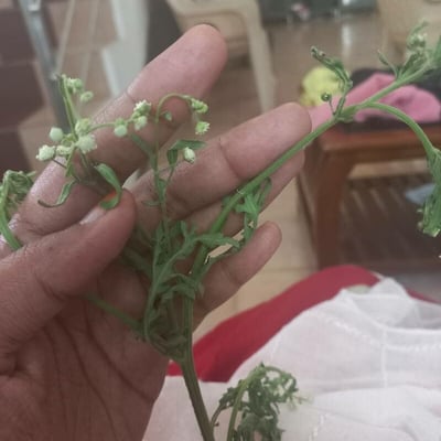 Parthenium hysterophorus — flower