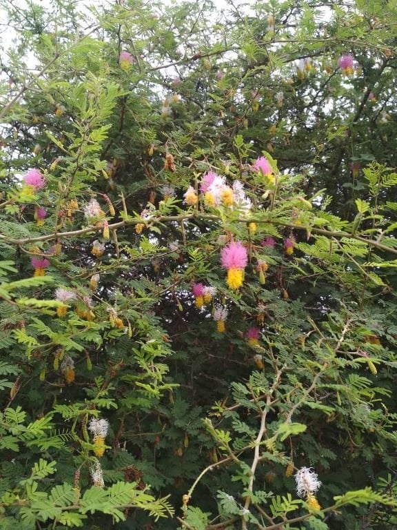 Marabou-thorn