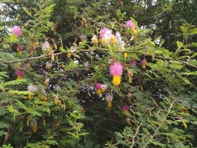 Marabou-thorn