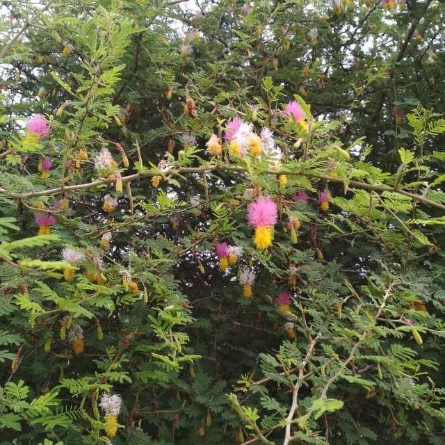 Dichrostachys cinerea — flower