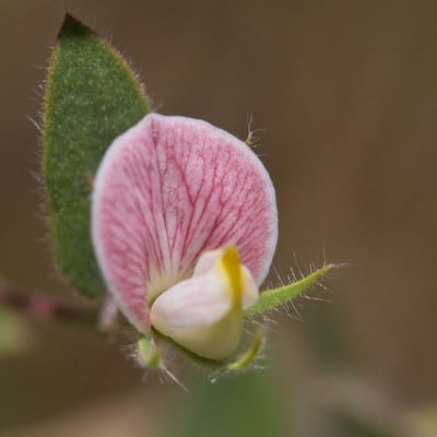 Acmispon americanus — flower