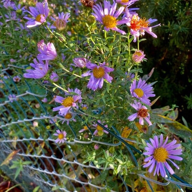 Symphyotrichum laeve — flower