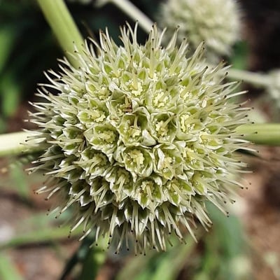 Eryngium yuccifolium — flower