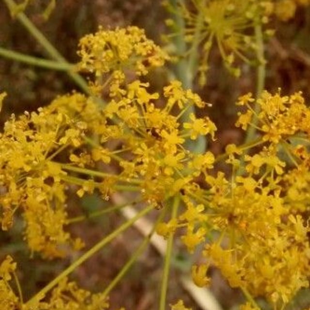 Foeniculum vulgare — flower