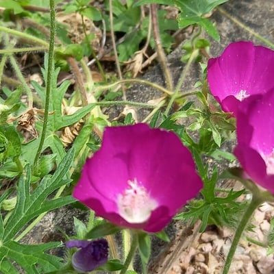 Callirhoe involucrata — flower