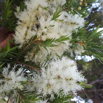Melaleuca linariifolia — flower