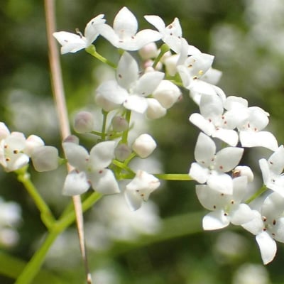 Galium elongatum — flower