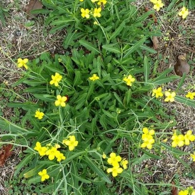 Diplotaxis tenuifolia — flower