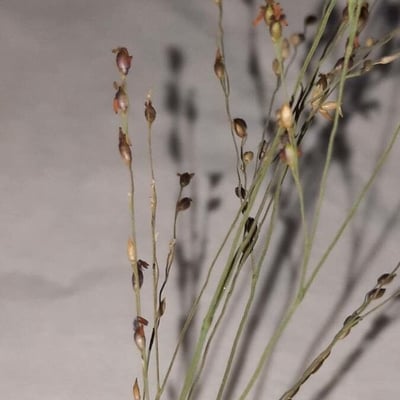 Panicum repens — flower