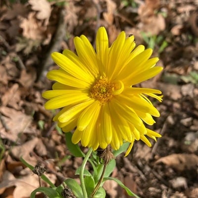 Calendula suffruticosa — flower