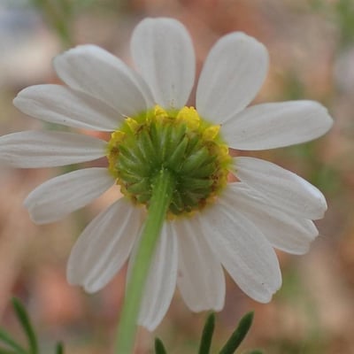 Matricaria chamomilla — flower
