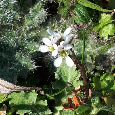 Cardamine parviflora — flower
