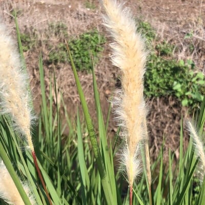 Imperata cylindrica — flower