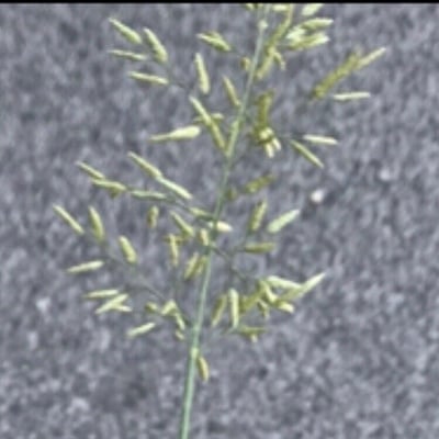 Eragrostis barrelieri — flower
