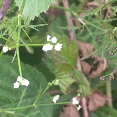 Sison amomum — flower