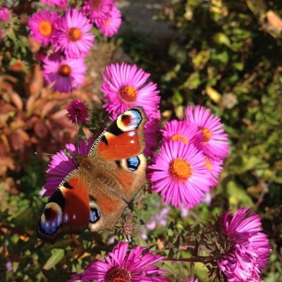 Symphyotrichum novae-angliae — flower