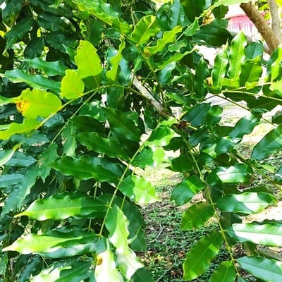 Andira inermis — leaf