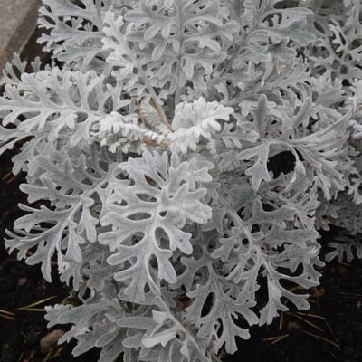 Jacobaea maritima — flower