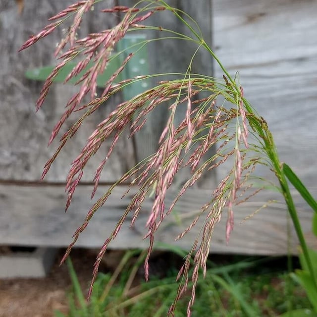 Tridens flavus — flower