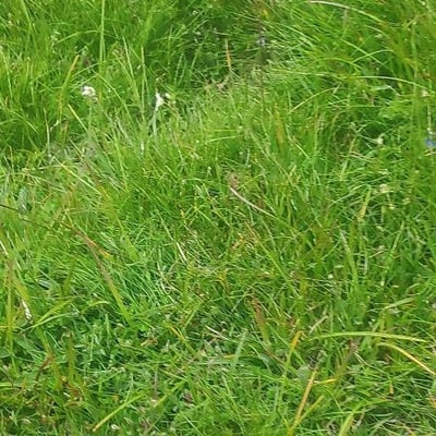 Festuca gautieri — flower