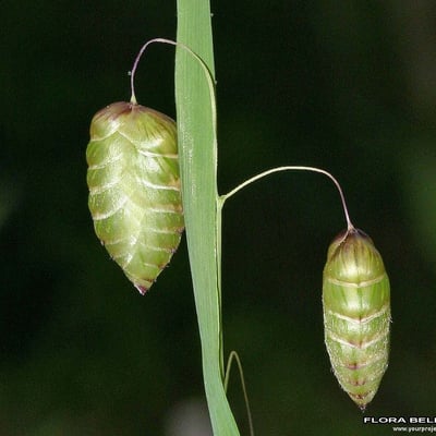 Briza maxima — flower