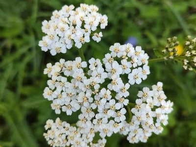Noble yarrow
