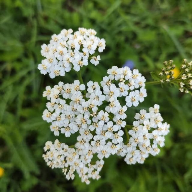 Noble yarrow