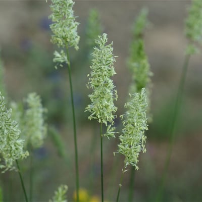 Koeleria pyramidata — flower