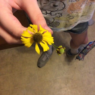 Helenium flexuosum — flower