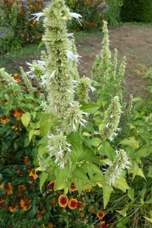 Chinese giant-hyssop