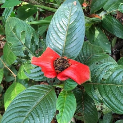 Palicourea tomentosa — flower