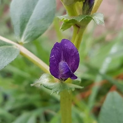 Vicia narbonensis — flower
