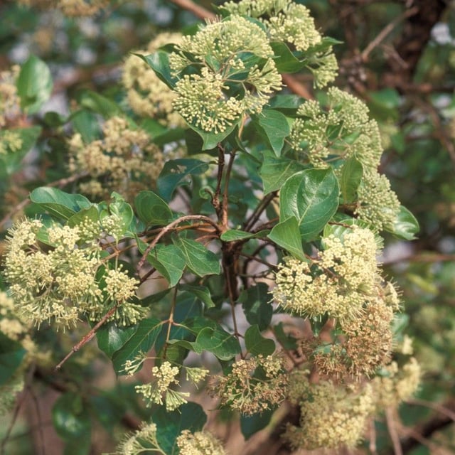 Crossopteryx febrifuga — flower