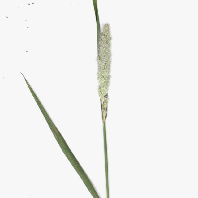 Polypogon monspeliensis — flower