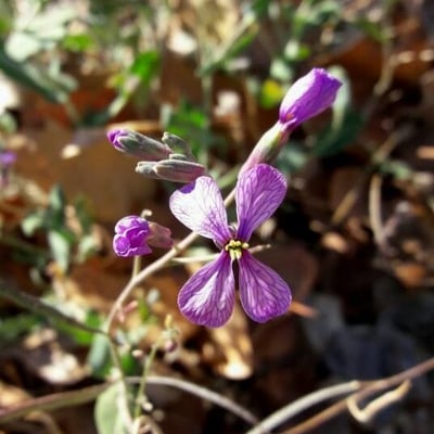 Moricandia arvensis — flower