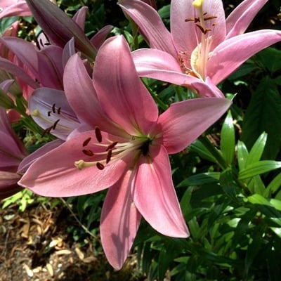 Lilium bulbiferum — flower