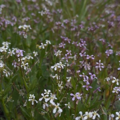 Chorispora tenella — flower