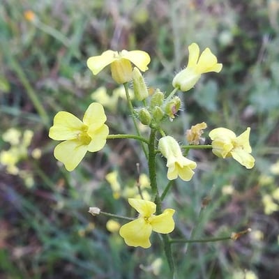 Bunias erucago — flower