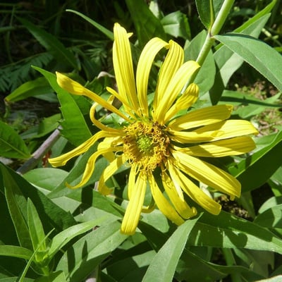 Silphium integrifolium — flower